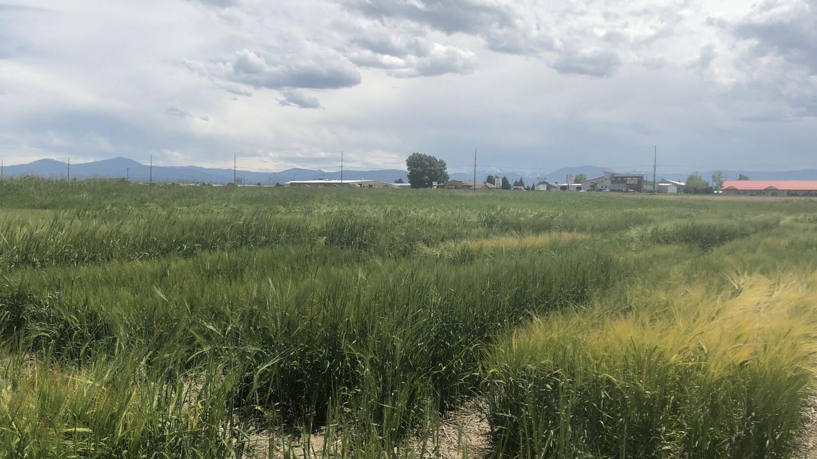 MSU working to develop a winter barley variety